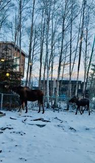 Ruby House Beautiful- Peaceful-4BR Sleeps 12 - Anchorage - 9