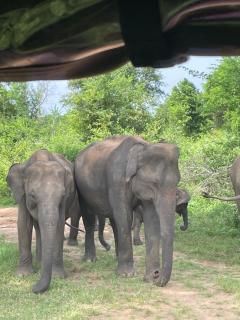 WildSky HomeStay - Udawalawe - 9