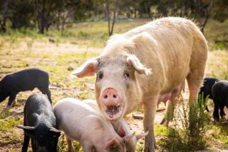 Tiny House Farmstay at Dreams Alpaca Farm - A Windeyer Outback Experience - 1