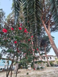 Park Hotel Santa Caterina - Marina di Campo - 3