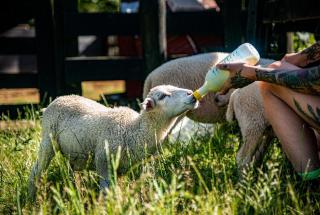 Riverstone Acres - Waihi - 7
