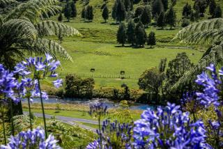 Riverstone Acres - Waihi - 1
