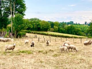 Petite ferme Creuse - Nouzerines - 2