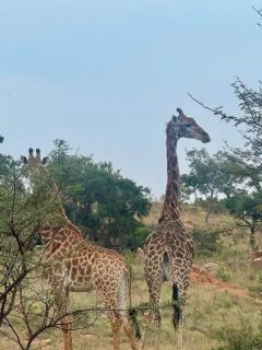 Carlsruhe Private Game Reserve Cullinan - Vosburg - 3