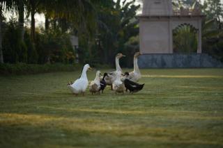 Kesar Bagh Palace Chittorgarh - Chittaurgarh - 7
