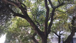 Treehouse in the heart of Rio Vermelho - Salvador - 5