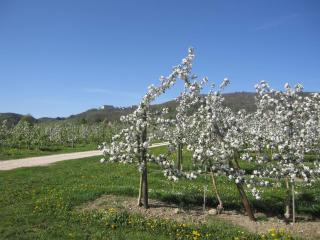 Apfelhof - Ferienwohnung Wielath - Salem - 8