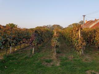 Vinný sklep u Osičky - Prušánky - 5