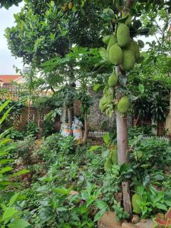 Jackfruit Homestay - Ha Long - 0