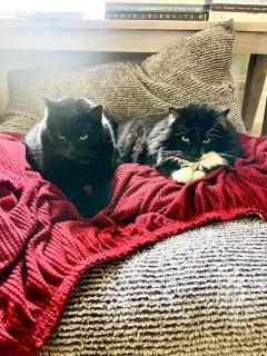 Lovely Bed&Breakfast in Highland Square Orange Rm - Akron - 8