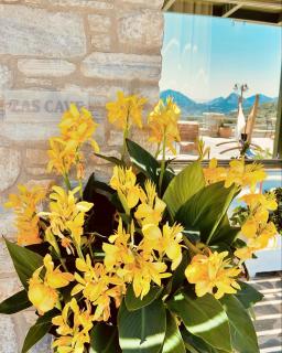 ELAIOLITHOS - Luxury Villa Suites - Adults Only - Khalkíon - 4