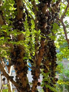 Sítio Veredas Formiga-MG - 4