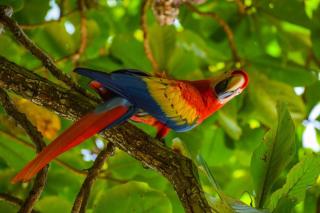 Selva Color - Forest & Beach EcoLodge - Quebrada Ganado - 9