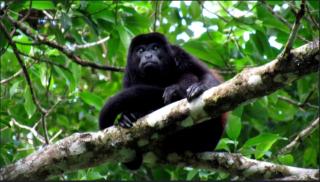Selva Color - Forest & Beach EcoLodge - Quebrada Ganado - 7