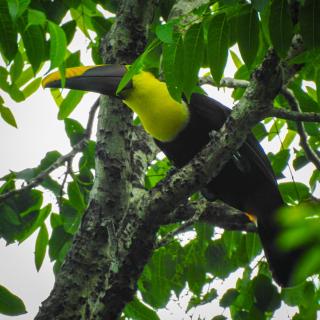 Selva Color - Forest & Beach EcoLodge - Quebrada Ganado - 2
