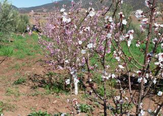 berber discovery land - 4