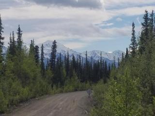 Avens Alaska - Slana - 7