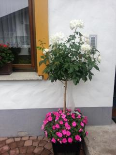 Haus Anita - Wald am Arlberg - 6