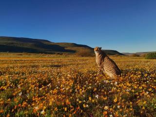 Marquee Safari Tent Babianas - Clanwilliam - 3