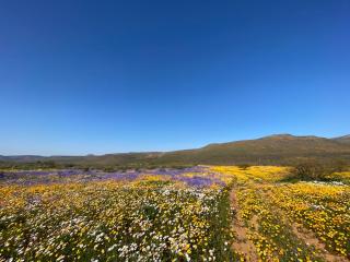 Marquee Safari Tent Babianas - Clanwilliam - 1