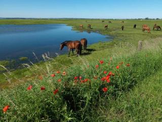 Bugalow in Insel Poel for 2 Person - Insel Poel - 8