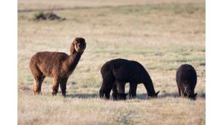 Hermano Farm Stay by Tiny Away - - 7