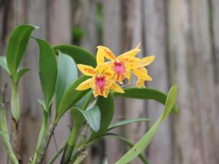 Banmaihom Resort Amphawa - 1