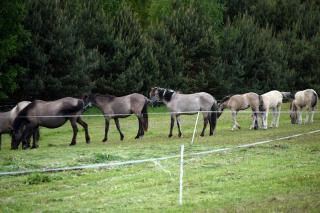 Agroturystyka w Dolinie Raty - - 1