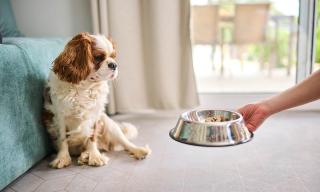 Aminess Planet Camping Holiday Homes Sirena - 1