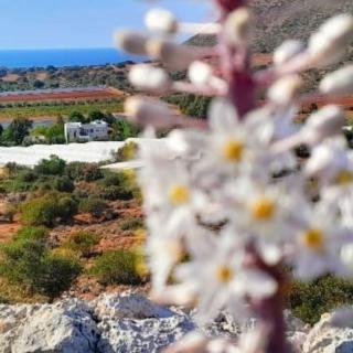 Villa Céleste - Chania - 9