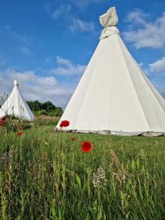 Landgoed Omorika - Ravels - 0