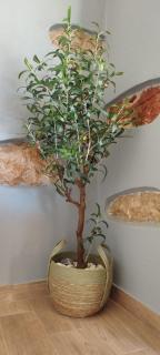 Spartines home - Votsi - 8
