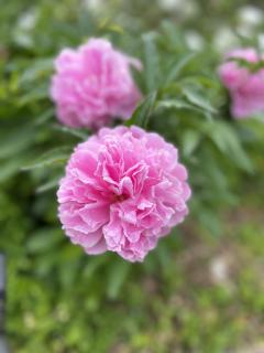 La Maison de Frédéric - 3