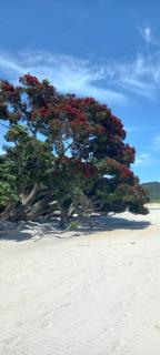 Studio at Otama Beach -Pohutakawa - 9