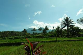 Asan Rinjani Homestay Tetebatu - Tetebatu - 4