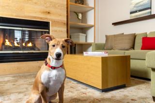Country Inn & Suites by Radisson, Springfield, OH - Springfield - 3