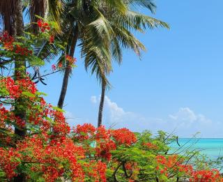Mbaliparadise - Jambiani - 6
