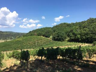 Antica Fattoria San Giovanni - Montescudaio - 1