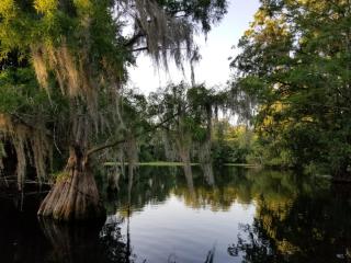 Wise Owl Retreat on the River - Dunnellon - 7