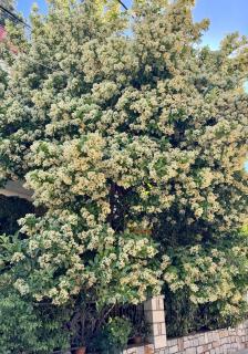 Jasmine place - 8