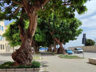 Alla Marina da Pina - Trapani - 8