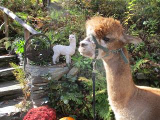 Owl's Nest Lodging - - 6