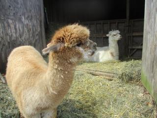 Owl's Nest Lodging - - 3