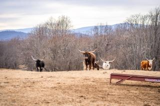 Mountain Mama Ranch - Luxe Farmhouse on 200 acres close to Shenandoah, with top amenities, longhorns and Blue Ridge mountain views - Amissville - 5