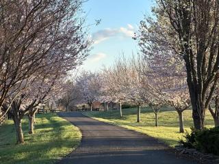 Mountain Mama Ranch - Luxe Farmhouse on 200 acres close to Shenandoah, with top amenities, longhorns and Blue Ridge mountain views - Amissville - 3