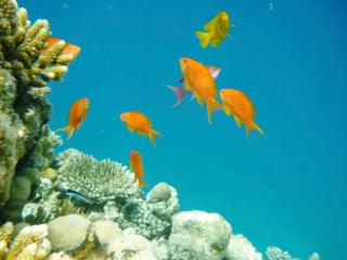 Modern Seaview Condo in Scandic Resort Hurghada - Hurghada - 1