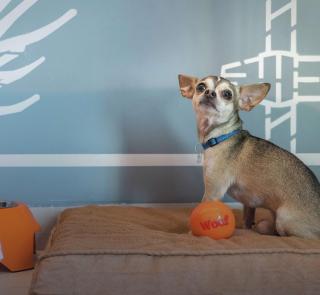 Casa YON pet friendly, Netflix,free parking, factura, high speed wifi, Amazon Prime - 5