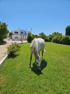 Casa Seahorses b - Sintra - 0