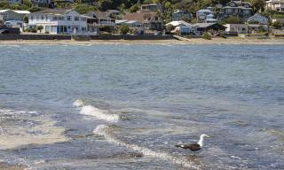 Moana Lodge - Plimmerton - 2
