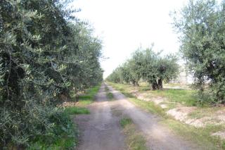 Magas de Drummond - 6